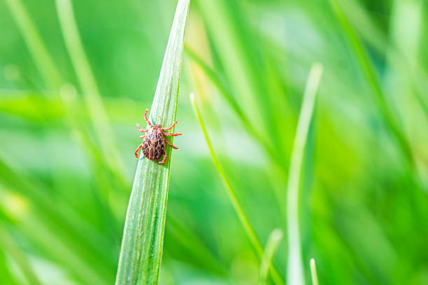 Lyme Borreliosis Disease or Encephalitis Virus Infectious Dermacentor Tick Arachnid Parasite Macro. Encephalitis Infected Tick Insect on Green Grass in the sunshine of summer. Encephalitis Infected Tick Insect on Green Grass in the sunshine of summer. Lyme Borreliosis Disease or Encephalitis Virus Infectious Dermacentor Tick Arachnid Parasite Macro lyme disease photos stock pictures, royalty-free photos & images