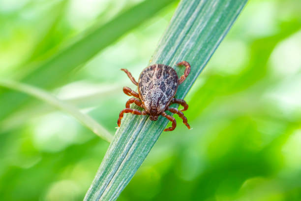 istock Dermacentor marginatus, Dermacentor reticulatus. Encephalitis Tick Insect Crawling on Green Grass. Encephalitis Virus or Lyme Borreliosis Disease Infectious Dermacentor Tick Arachnid Parasite Macro. 1223179011