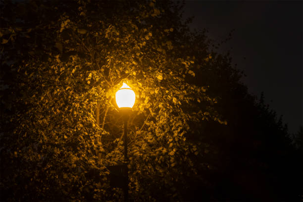 istock Night park view. Autumn tree leaves are highlighted with yellow lantern light. Dark. Selective focus. 1223179063