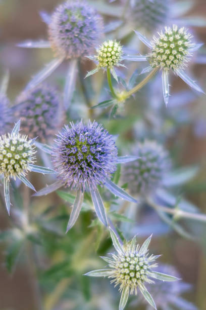 istock Purple and white thistle flowers. 1223179198