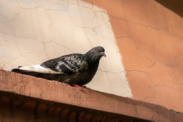 istock Pigeon bird against 2-color cracked wall 1223179883