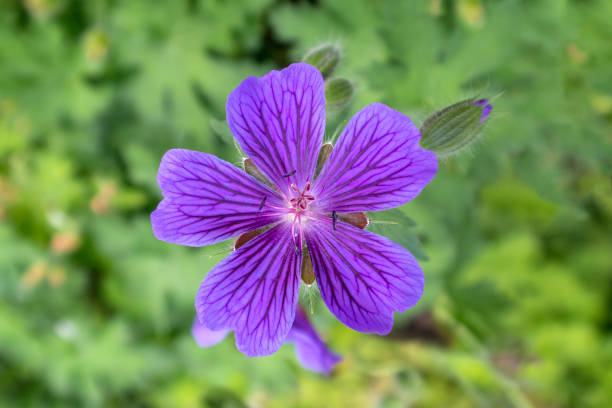 istock 1 purple flower geranium against blurred green background. Close up. Macro. 1223179984