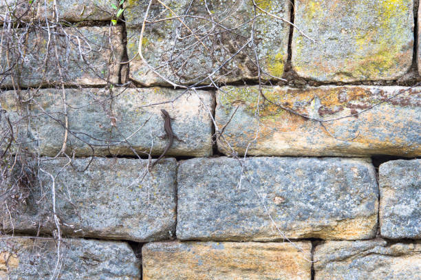 Lizard on the stone wall, captured in Germany