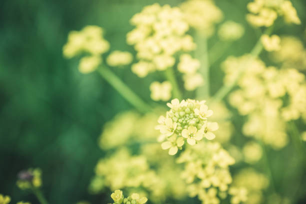 Blooming mustard plant on the field. Selective focus. Shallow depth of field.