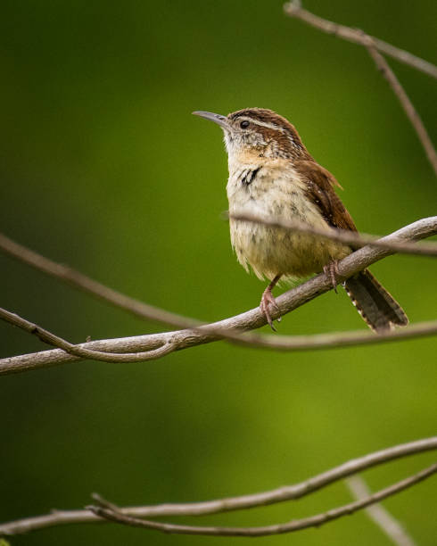 istock Wren with a meal for the nest 1223182680