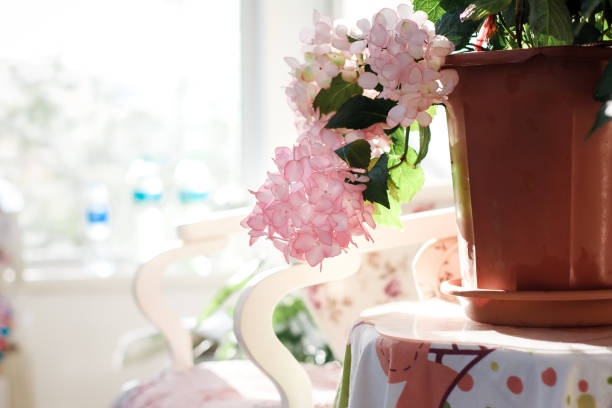 istock Pink colored flowers，Hydrangea macrophylla，Forever Summer，Endless Summer 1223184742