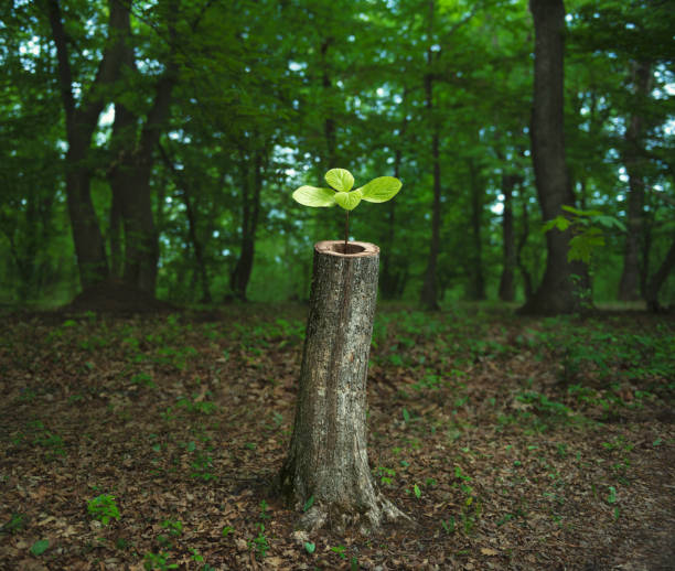 나무가 다시 태어나는 것 - growth tree spirituality tranquil scene 뉴스 사진 이미지