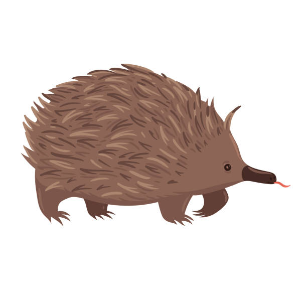 Echidna isolated on white background. Vector graphics. Echidna isolated on white background. Vector graphics. echidna stock illustrations