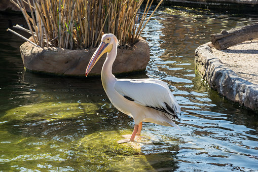 Water birds Pelicans