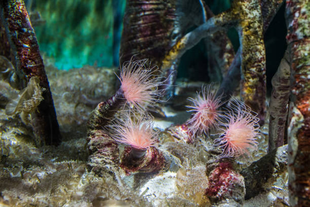 istock Corals in the water 1223189795