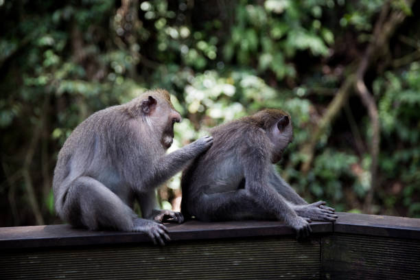 istock Long-Tailed monkey sit on concrete wall at the Sacred Monkey Forest in Bali, Ubud 1223189834