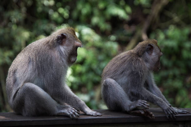 istock Long-Tailed monkey sit on concrete wall at the Sacred Monkey Forest in Bali, Ubud 1223189959