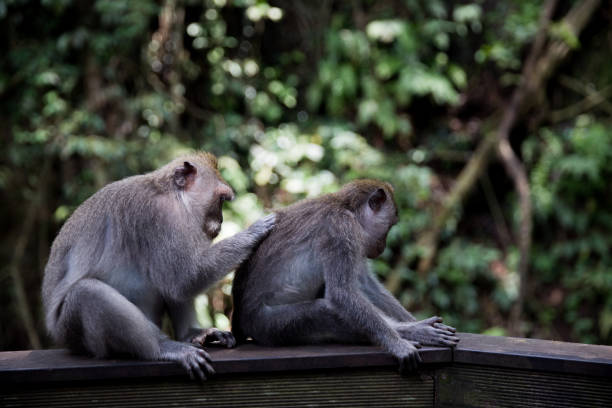 Long-Tailed monkey sit on concrete wall at the Sacred Monkey Forest in Bali, Ubud