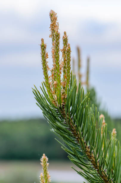 istock Young cones on pine branch with long needles 1223190042