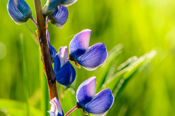istock Blue flower on lupine bud close-up 1223190112