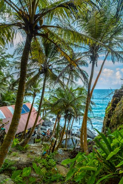 istock Sea through the palm trees 1223190605