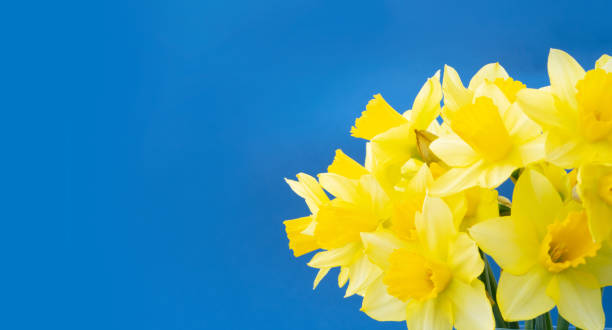 istock bouquet of daffodils flowers 1223190608