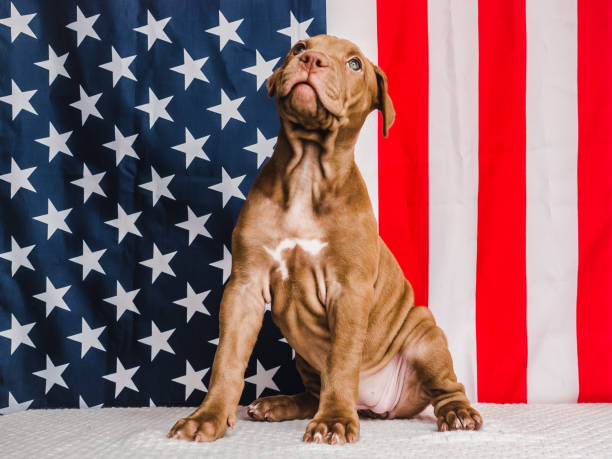 istock Pretty, charming puppy and American Flag. Close-up 1223193742