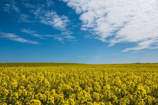 The rapeseed flowering season is from mid-April to June. With beautiful blazing yellow flowers, which brighten the countryside.  However rapeseed can affect some people and cause hay fever symptoms.