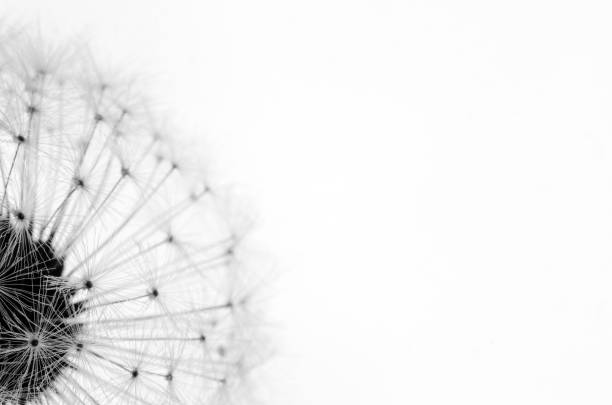 Close up image of dandelion seeds Black and white, macro photography of dandelion seeds. dandelion photos stock pictures, royalty-free photos & images