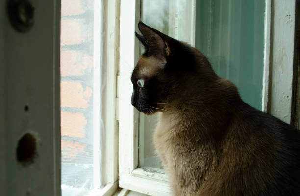 istock Burmese cat sitting at home and looking at window. 1223195347