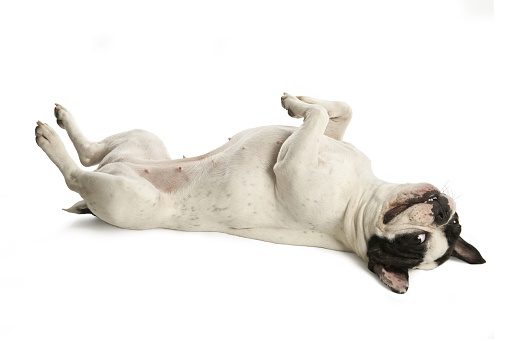 A white french bulldog lies on its back and looks. White background