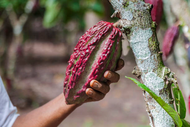 a mão do fazendeiro contém frutas de cacau. - peru américa do sul - fotografias e filmes do acervo