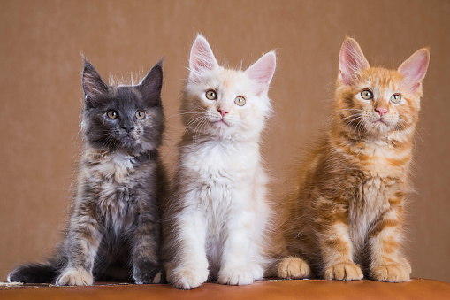 Maine coon kittens sit in a row. Red, white, gray.