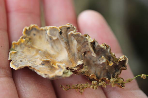 istock Bleeding oak crust fungus 1223195672