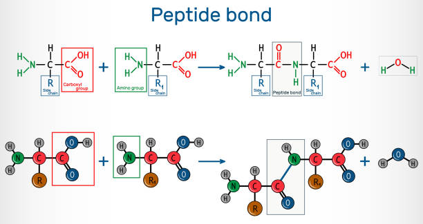 ilustrações, clipart, desenhos animados e ícones de ligação peptídea. formação de ligações de amida a partir de dois aminoácidos como resultado da reação de biossíntese proteica. é processo é uma reação de desidratação síntese - hydrogen bond