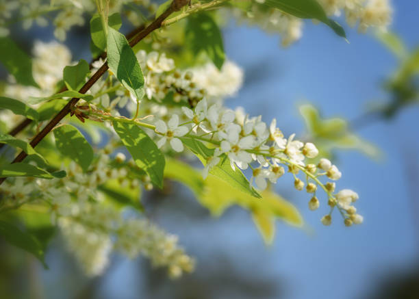 istock Blooming sprig of white cherry 1223198163