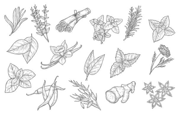ilustrações de stock, clip art, desenhos animados e ícones de culinary spices and cooking seasoning herbs icons - onion vegetable leaf spice