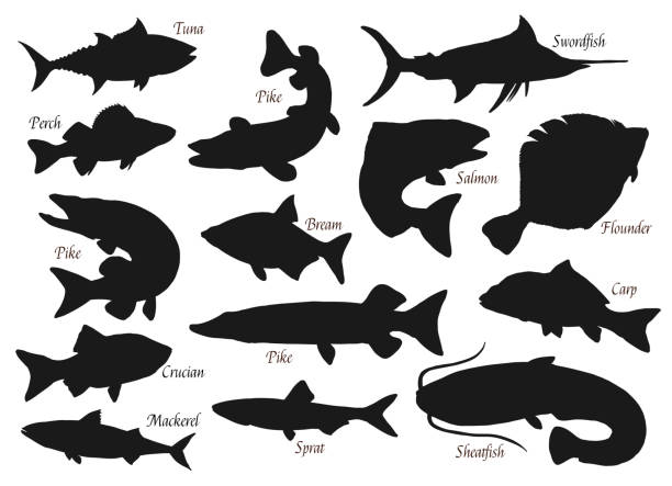 Silhouette of fishes, sea and river fishing icons Fishes, silhouette vector icons, ocean, river or sea and lake fishing fish. Pike, tuna or crucian, swordfish and flounder, carp, sheatfish and bream, perch and pike sheatfish stock illustrations