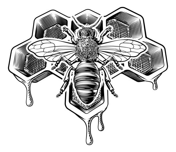 ilustrações, clipart, desenhos animados e ícones de honey bumble bee e honeycomb vintage drawing - animals in the wild white background animal black and white