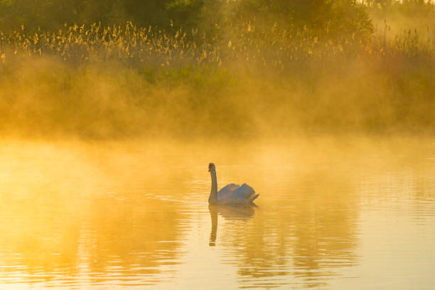 春の朝の日の出に太陽の光の下で青空の下の霧の湖で泳ぐ白鳥 - swan bird water fog ストックフォトと画像