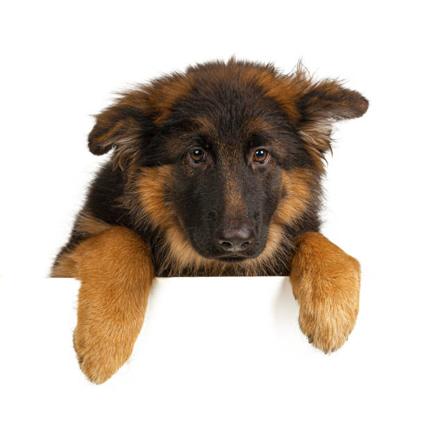 istock Puppy German Shepherd holding a banner isolated on a white background 1223203088