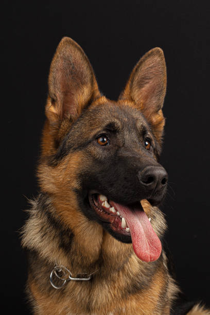 istock German shepherd dog portrait on black background 1223203110