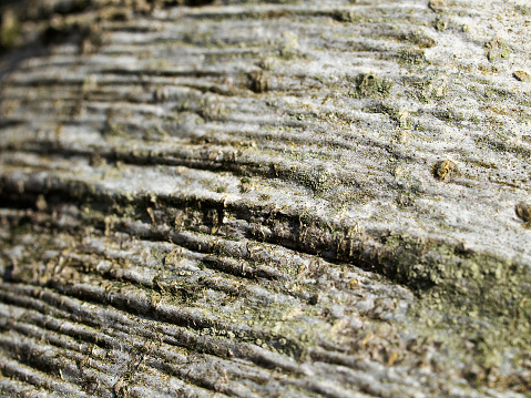 Old beech tree bark background.