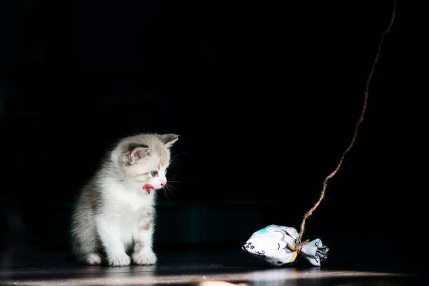 白い小さな発光子猫は悲しいことに、黒い背景の糸のおもちゃを憧れそうに見えます。テキストの右の空きスペース - longingly ストックフォトと画像