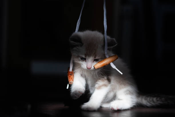 白い小さな発光子猫は悲しいことに黒い背景の糸のおもちゃに憧れているように見えます - longingly ストックフォトと画像