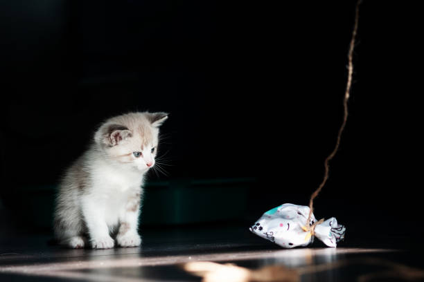 白い小さな発光子猫は悲しいことに、黒い背景の糸のおもちゃを憧れそうに見えます。テキストの右の空きスペース - longingly ストックフォトと画像