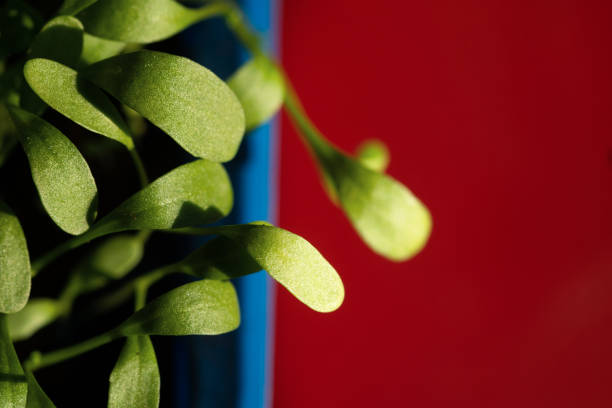 foto a colori vivaci di microgreen di basilea in un contenitore blu su sfondo rosso - micro-fattoria domestica / spazio di copia vuoto per il testo a destra. focalizzato sul primo piano - microbiotic foto e immagini stock