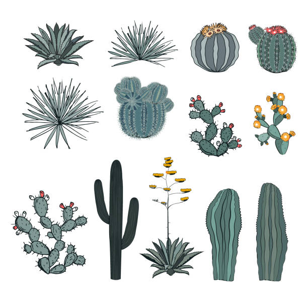 ilustrações, clipart, desenhos animados e ícones de coloque cacto saguaro, cactos florescendo, pera espinhosa, agaves e yucca. coleta de vetorial isolada em fundo branco. - agave cactus natural pattern pattern