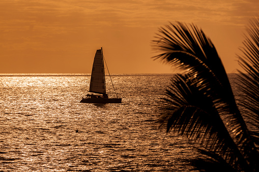 ocean sailing and palm tree silhouettes in reunion island, mascarene islands, french overseas territory.