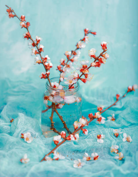 istock beautiful twigs of flowering trees in spring 1223207029