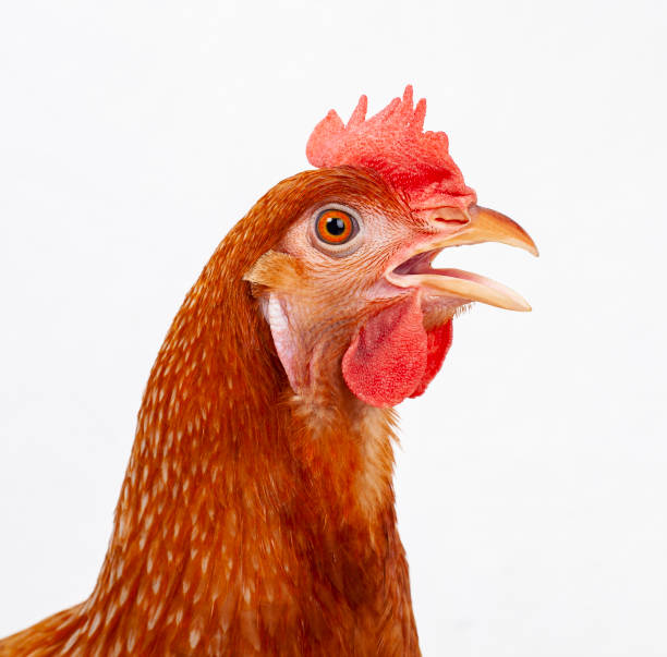 istock close up head of male chicken isolate white background 1223207497