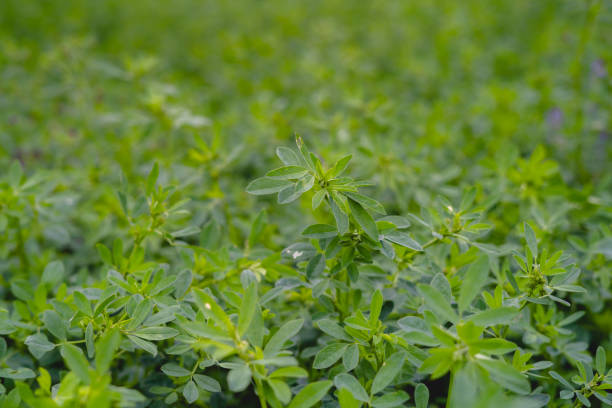 istock Field of green alfalfa ready for mowing 1223207530
