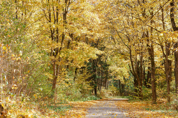 istock road among autumn trees, hilly road in the forest 1223209911
