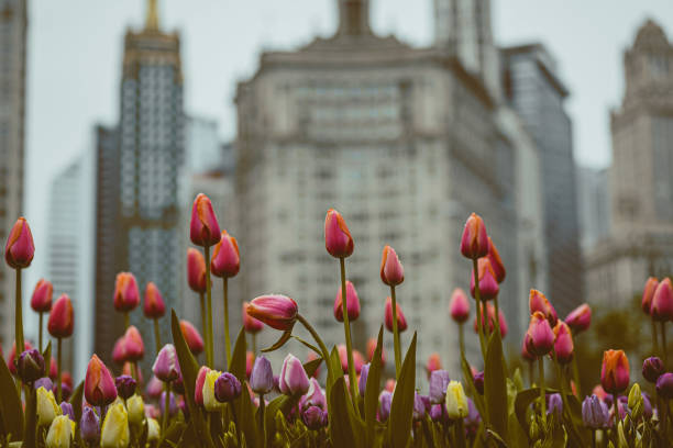 Tulips on Michigan Avenue on green tones