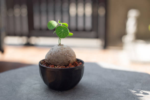 stephania pierrei diels in a dark brown ceramic pot at the backyard. - erecta imagens e fotografias de stock